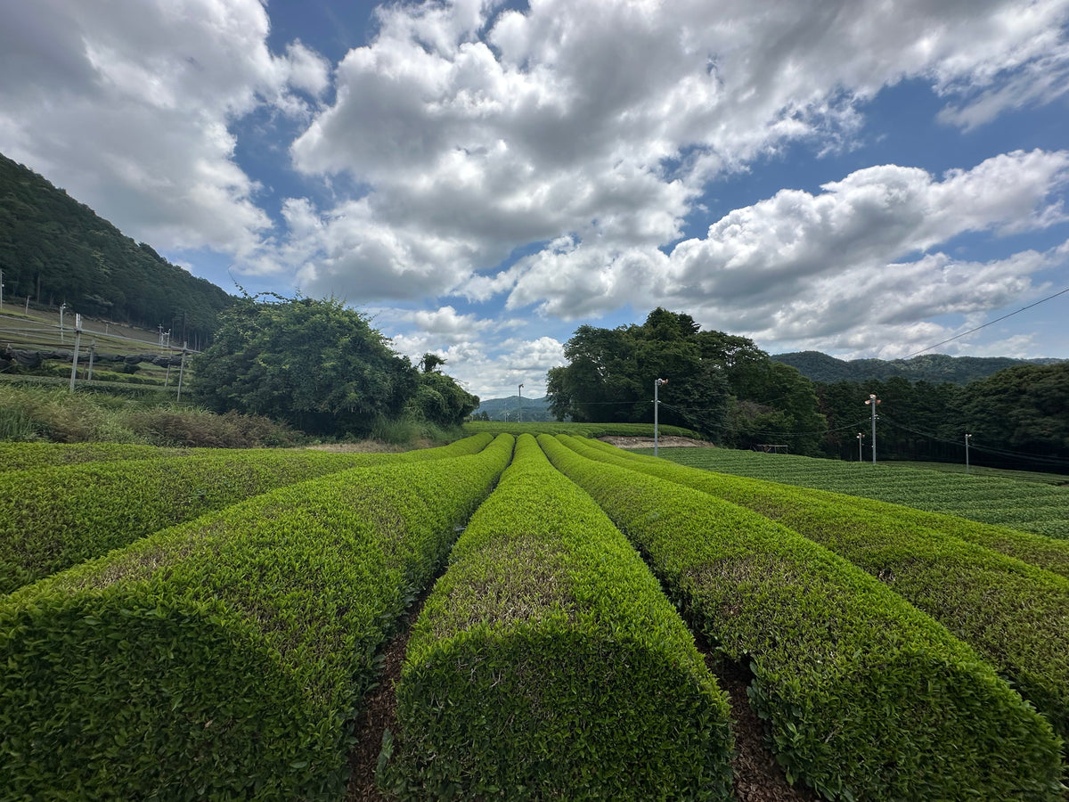Lush green tea plantation rows under a blue sky with white clouds, terraced tea fields stretching toward distant mountains