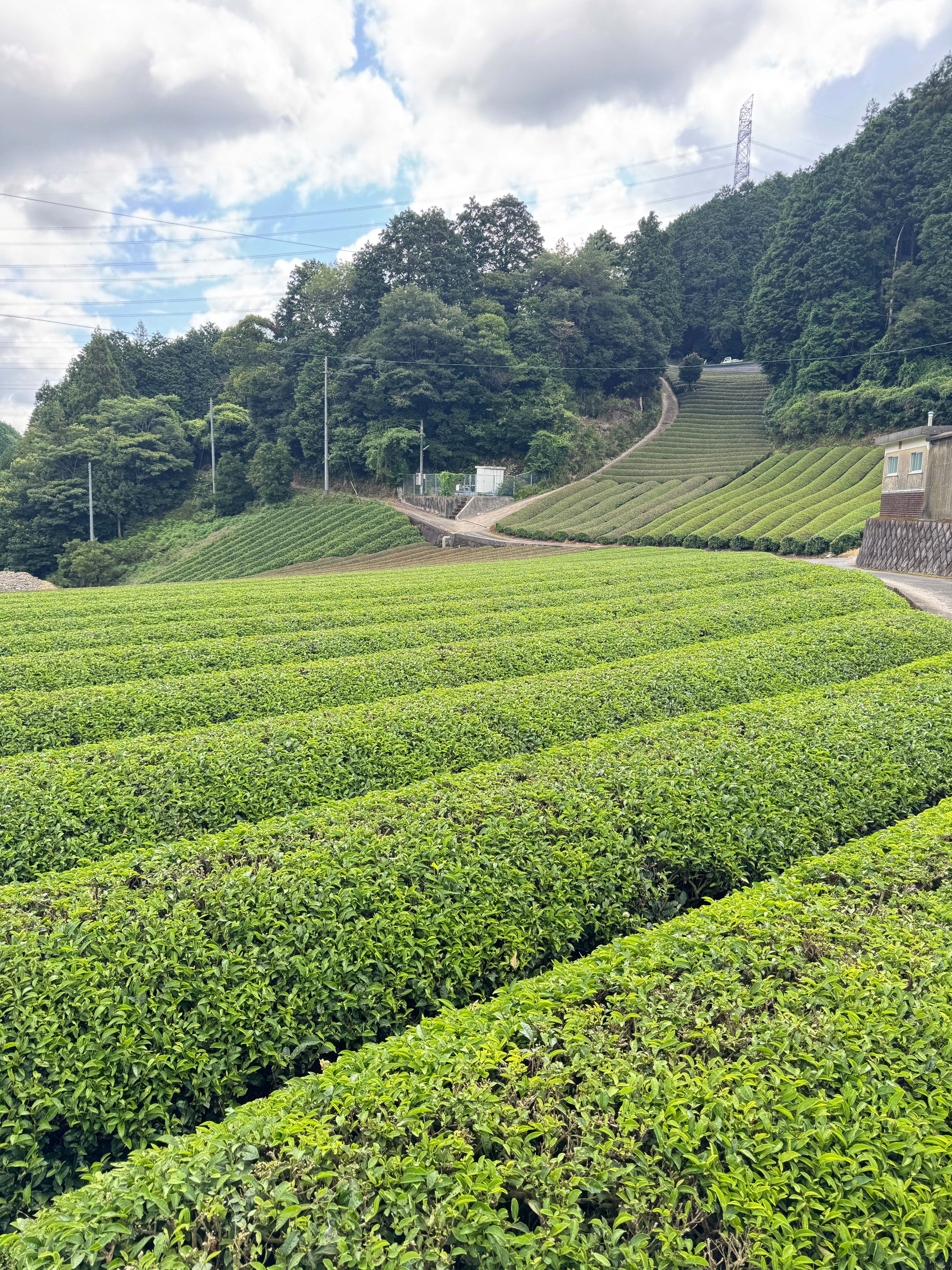 Vineyard with rows of green grapevines under a partly cloudy sky.