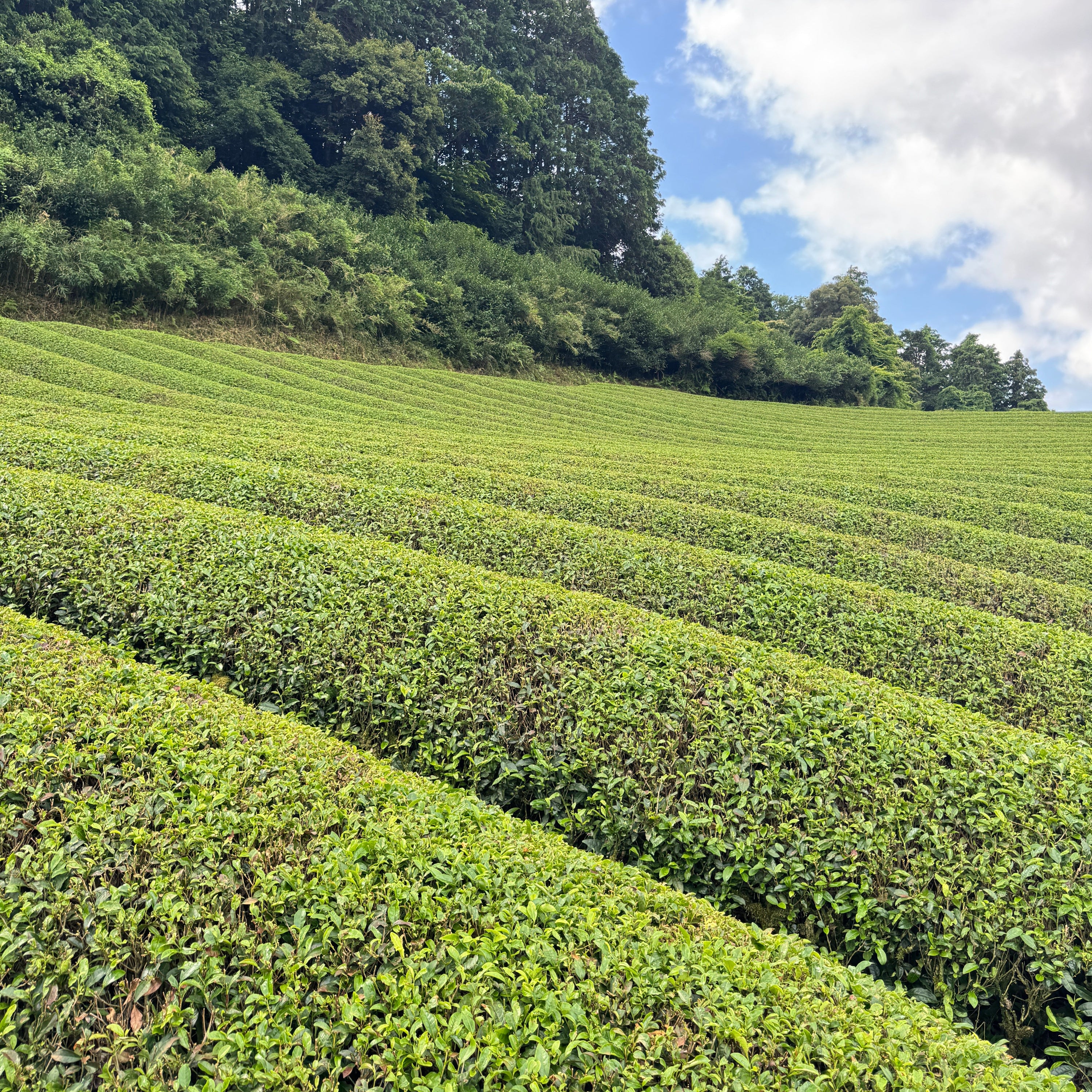 Tall green hedges with a clear sky and trees in the background